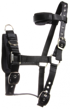 Lungeing halter