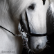 Hrimnir Classic noseband 